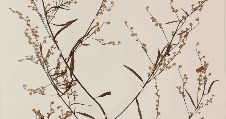 THE HERBARIUM : a tool dedicated to the preservation of our biodiversity