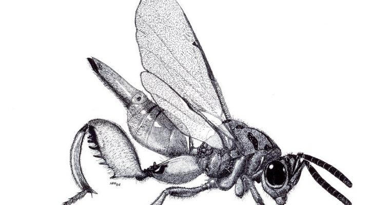 INVENTAIRE DES FOURMIS : trois articles au Bulletin de la Société entomologique de France