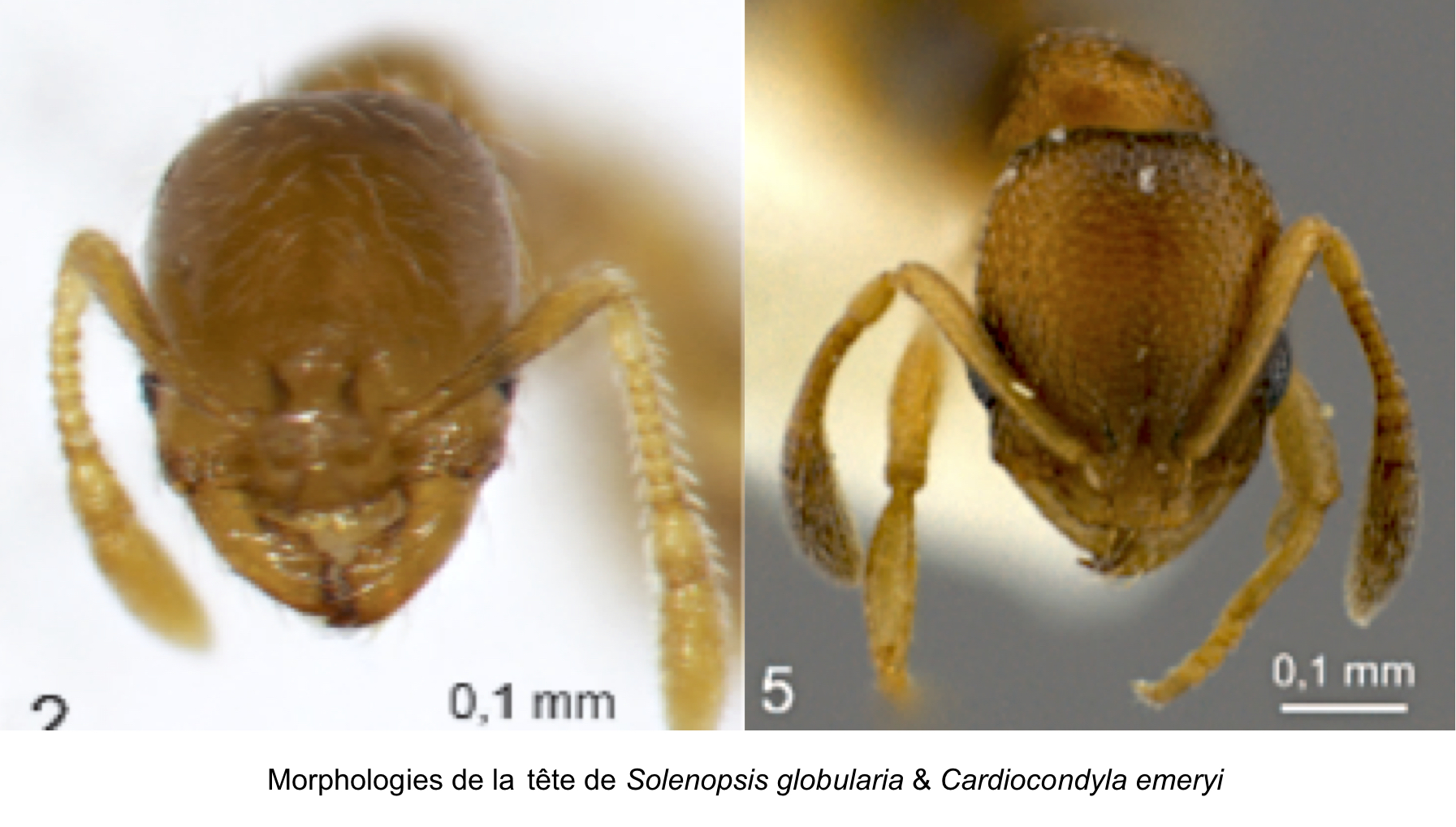Solenopsis globularia & Cardiocondyla emeryi au Bulletin de la société entomologique de France